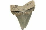 Serrated Angustidens Tooth - Megalodon Ancestor #202398-1